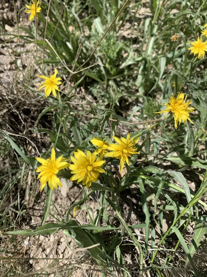 Pseudopodospermum mucidum