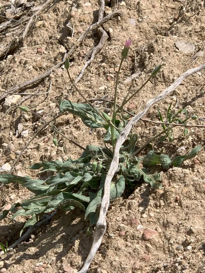 Pseudopodospermum papposum