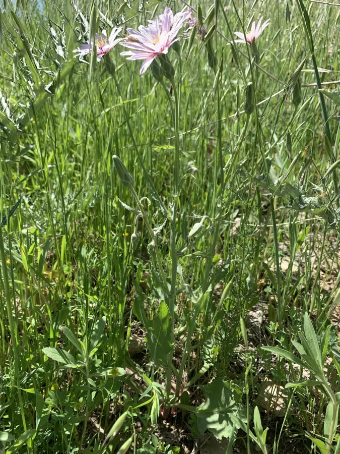 Pseudopodospermum papposum