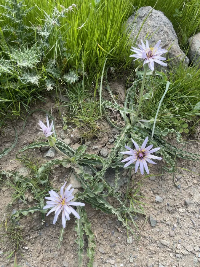 Pseudopodospermum papposum
