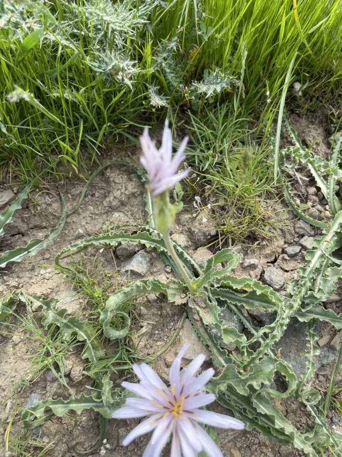 Pseudopodospermum papposum