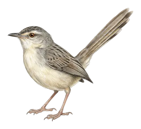Delicate Prinia