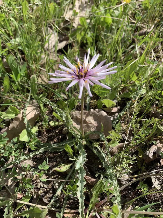 Pseudopodospermum phaeopappum
