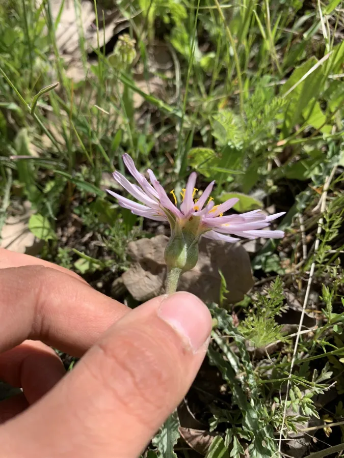 Pseudopodospermum phaeopappum