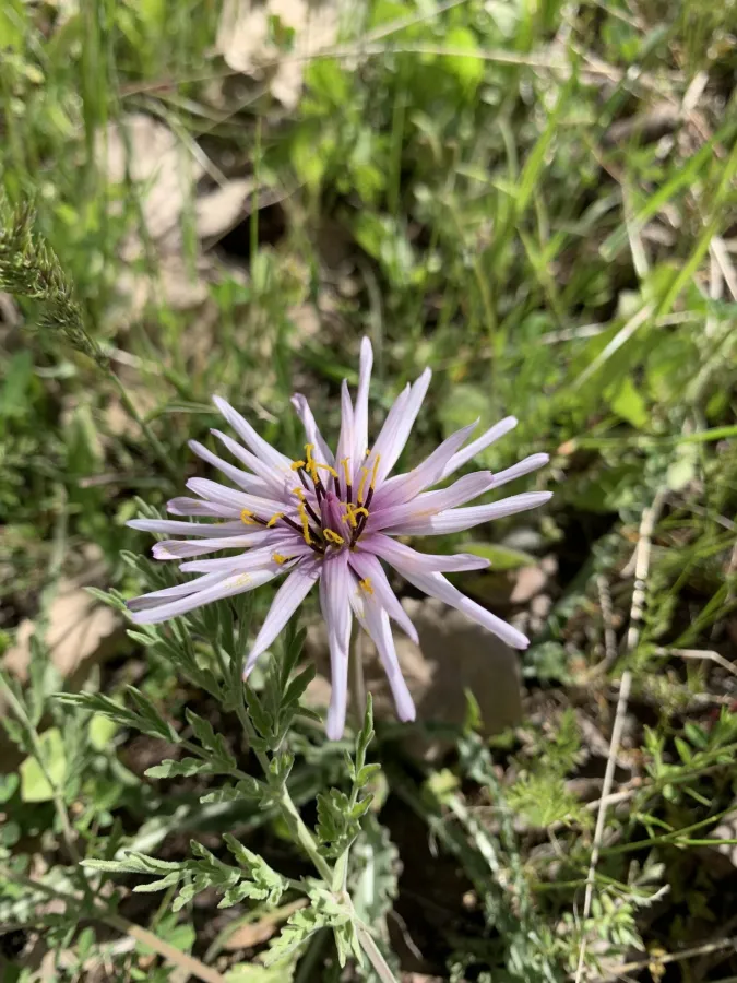 Pseudopodospermum phaeopappum