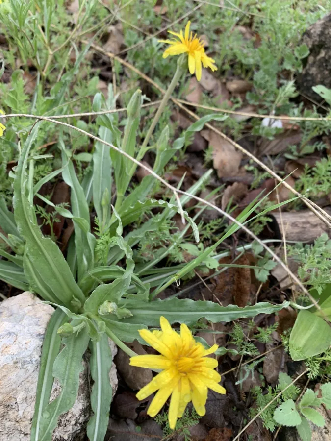 Pseudopodospermum semicanum
