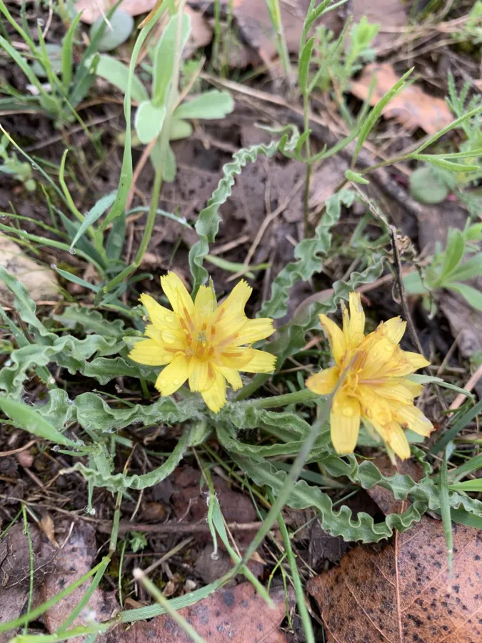 Pseudopodospermum semicanum