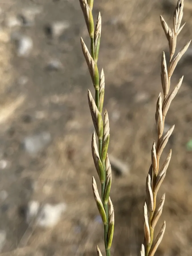 Pseudoroegneria kosaninii
