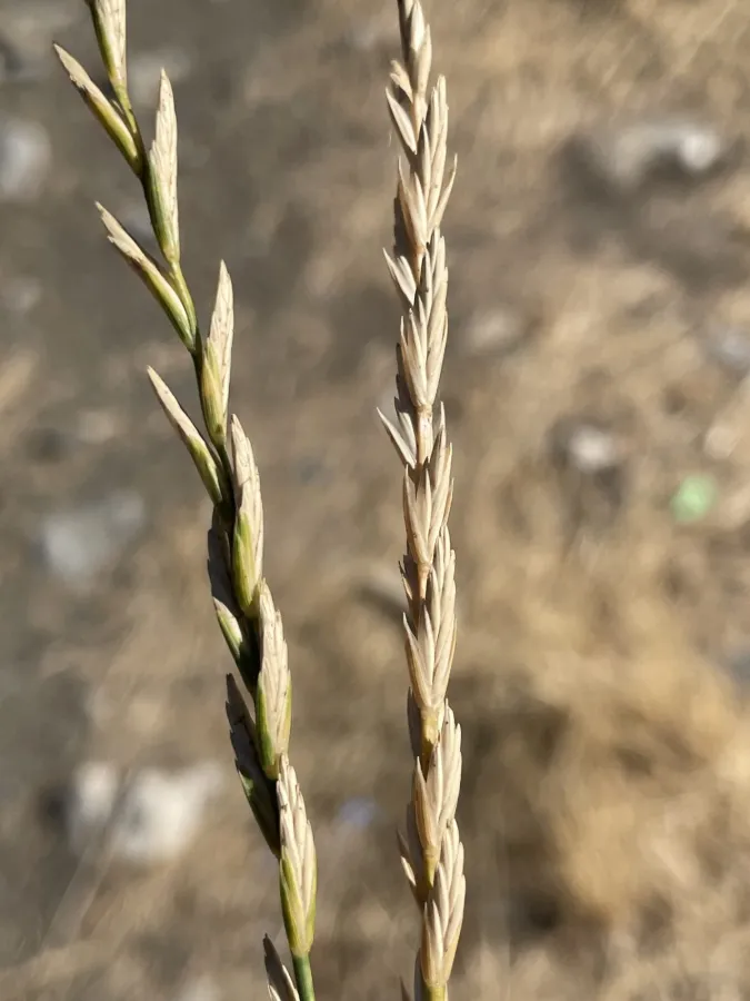 Pseudoroegneria kosaninii