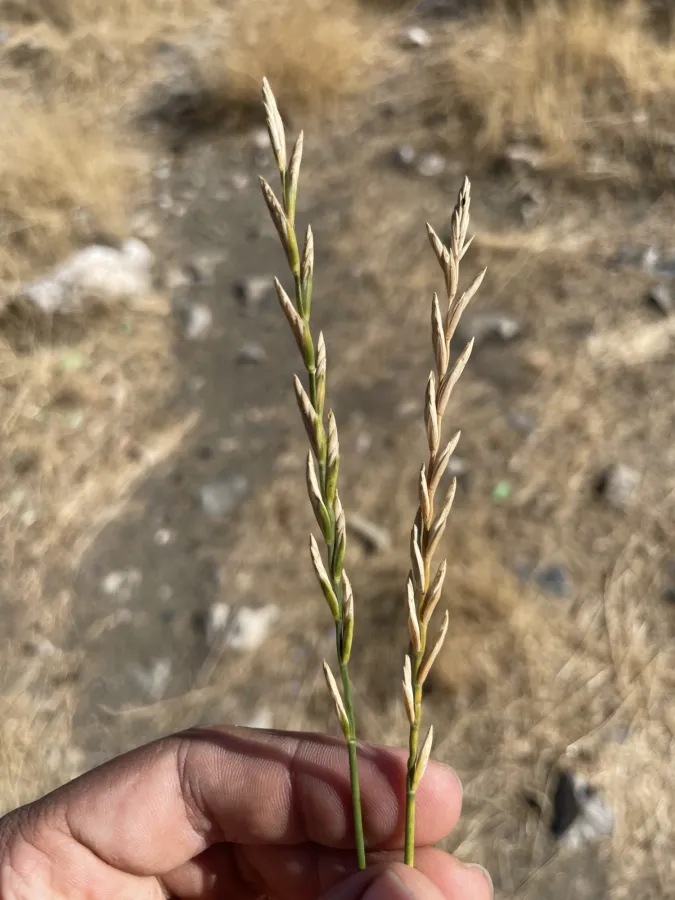 Pseudoroegneria kosaninii