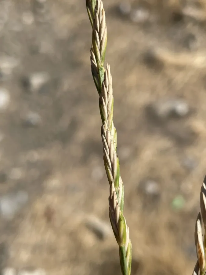 Pseudoroegneria kosaninii