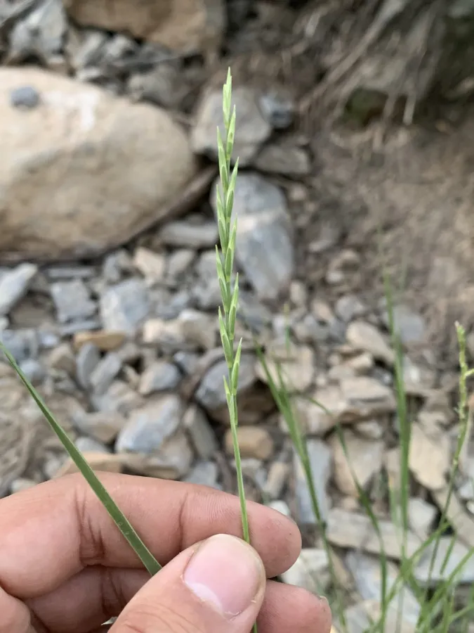 Pseudoroegneria tauri
