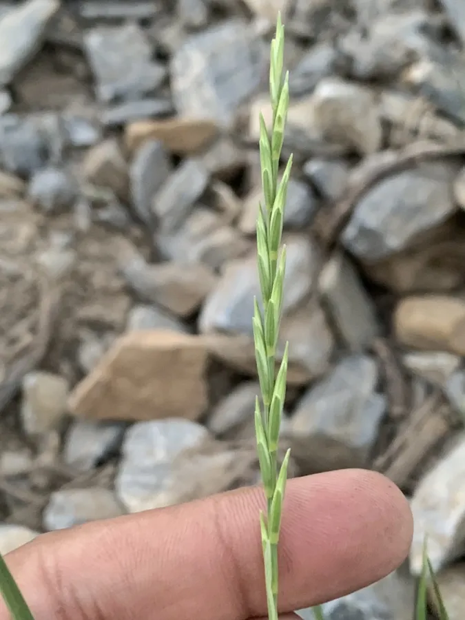 Pseudoroegneria tauri