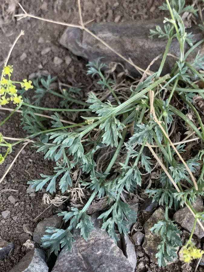 Pseudotrachydium depressum