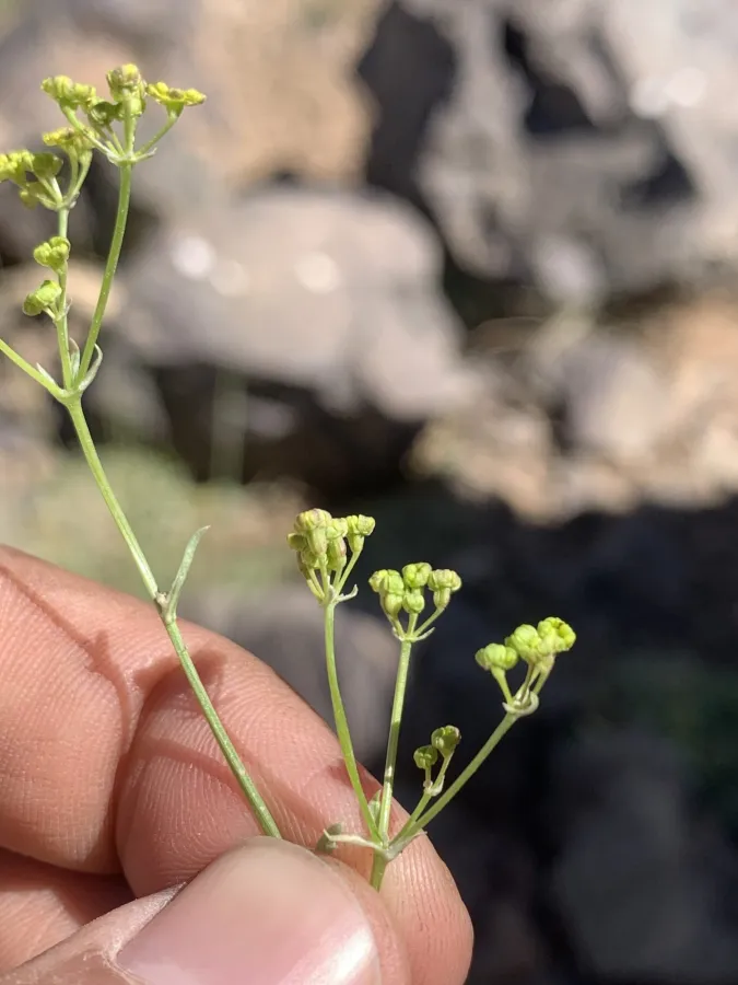 Pseudotrachydium depressum
