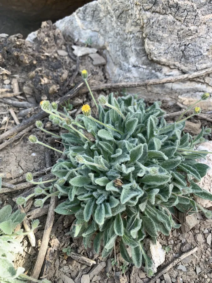 Psychrogeton amorphoglossus