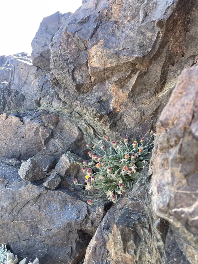 Psychrogeton amorphoglossus