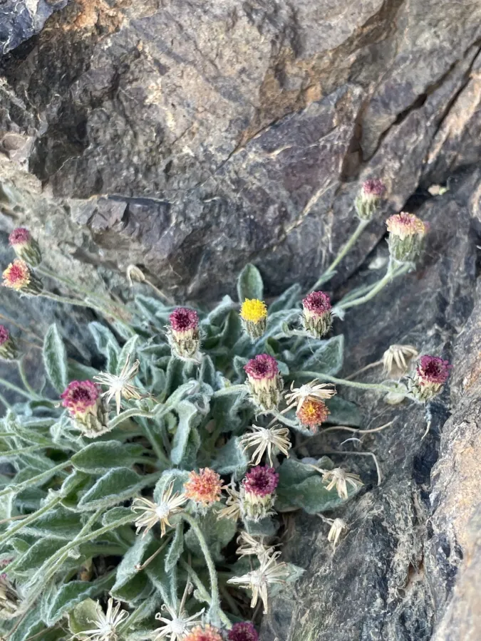 Psychrogeton amorphoglossus
