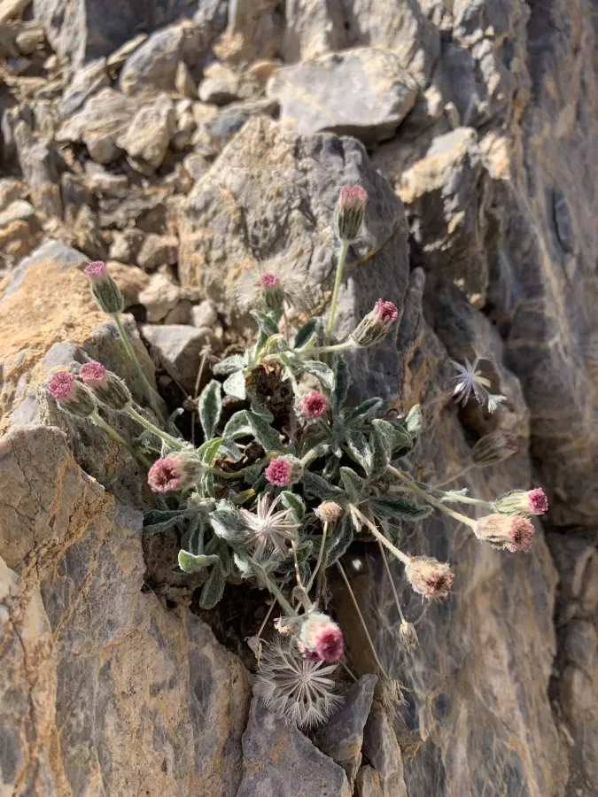 Psychrogeton amorphoglossus