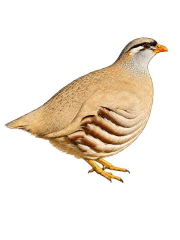 Chukar Partridge
