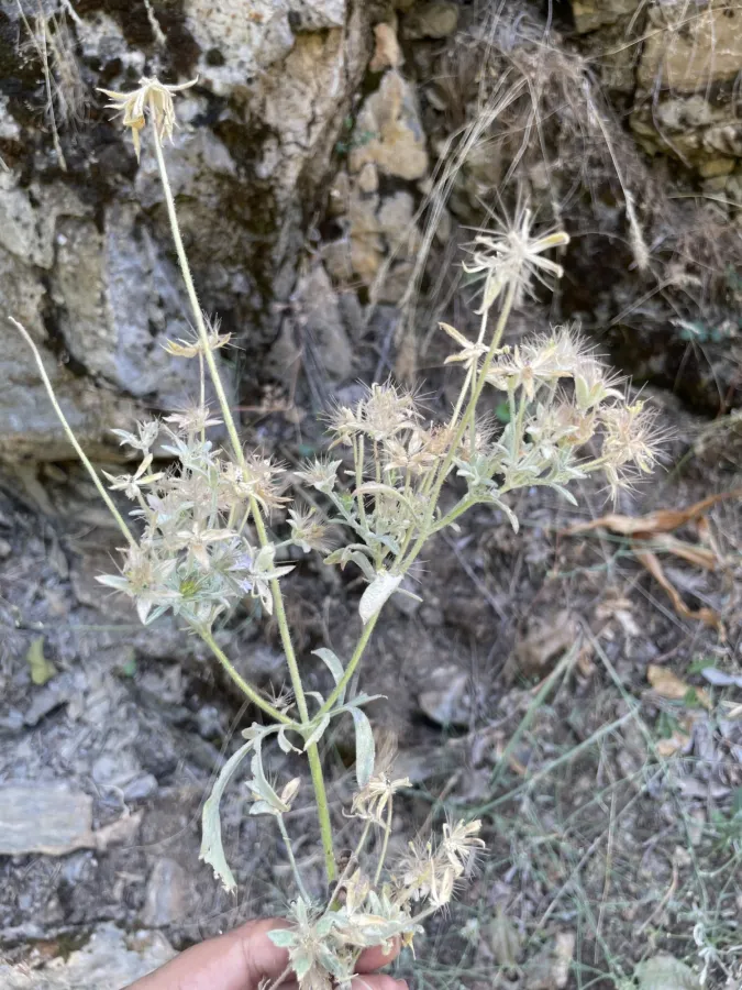 Pterocephalus plumosus