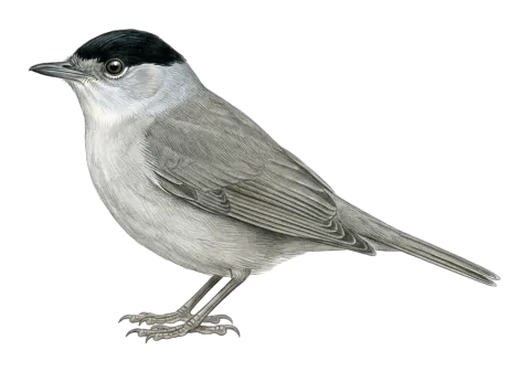 Eurasian Blackcap