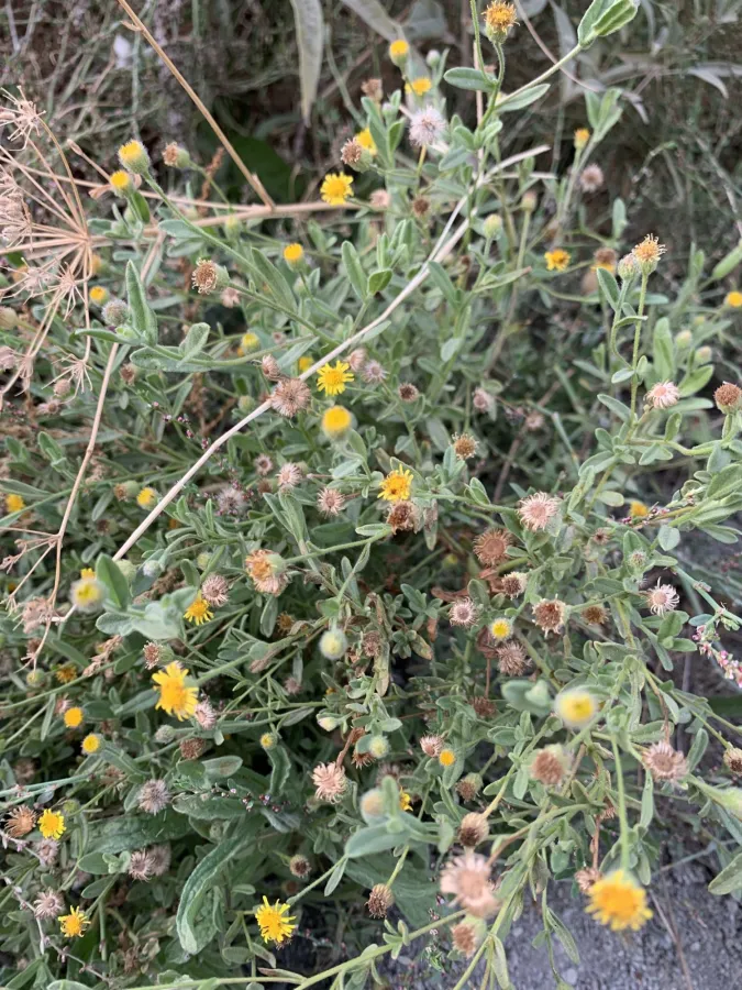 Pulicaria arabica