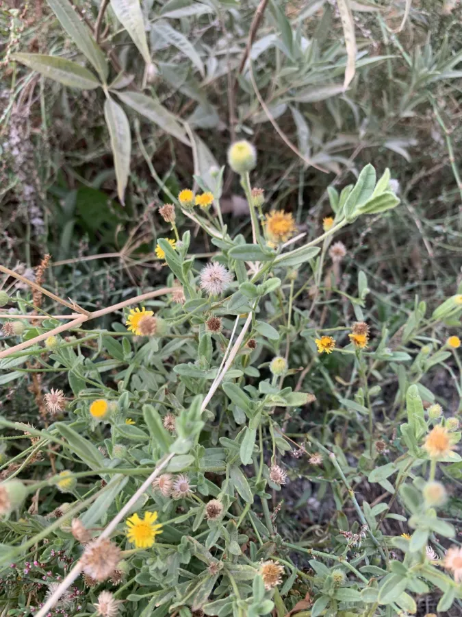 Pulicaria arabica