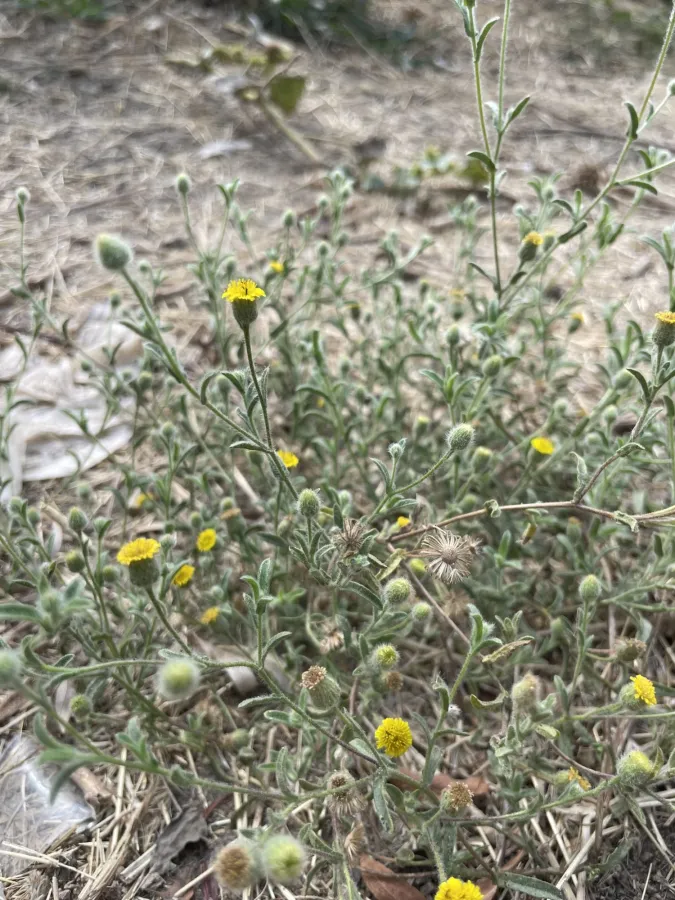 Pulicaria arabica