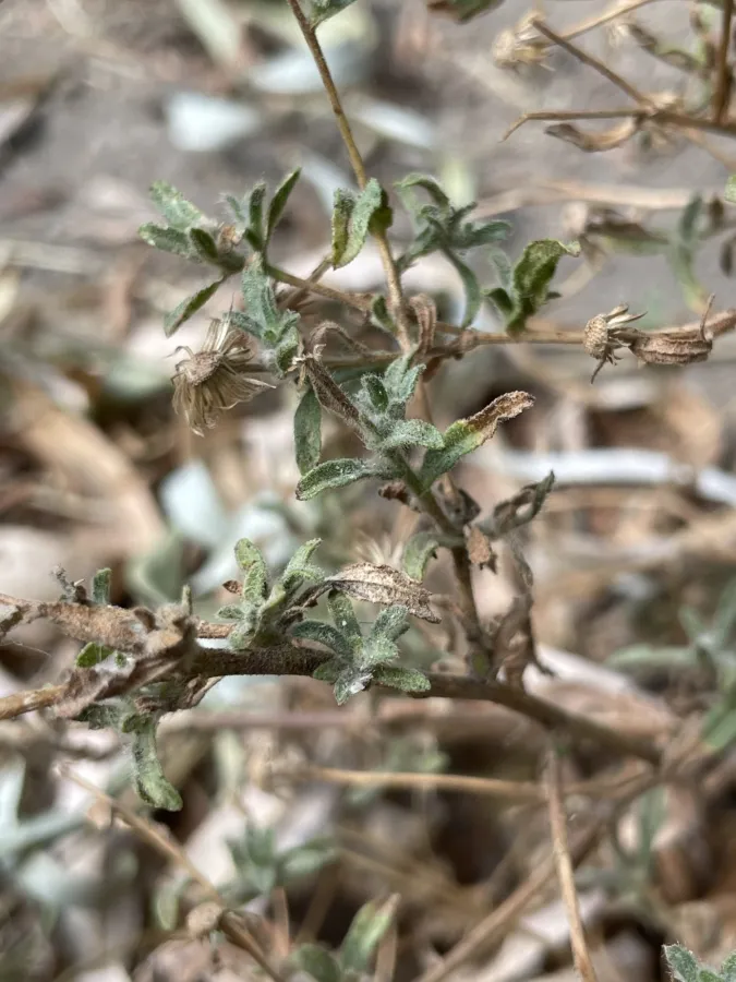 Pulicaria arabica