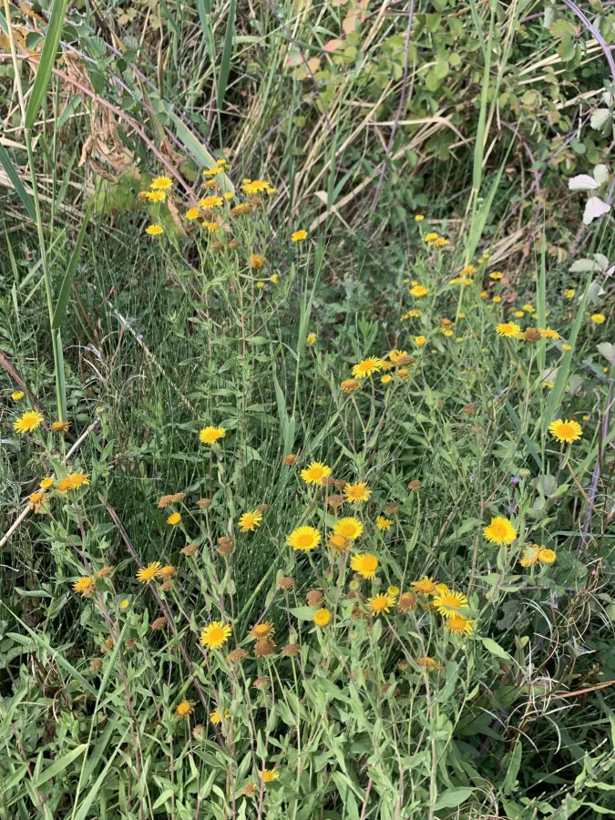 Pulicaria dysenterica