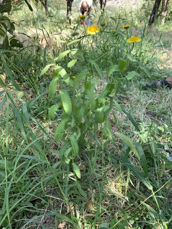 Pulicaria dysenterica