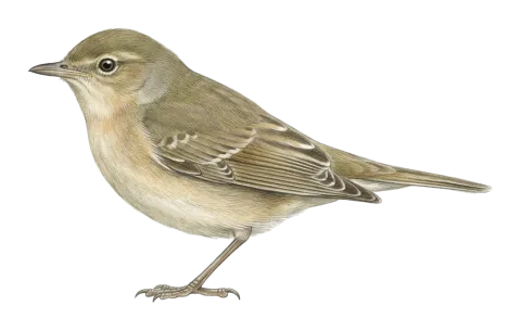 Garden Warbler
