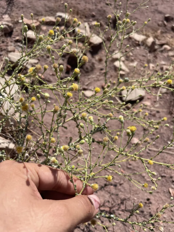 Pulicaria gnaphalodes