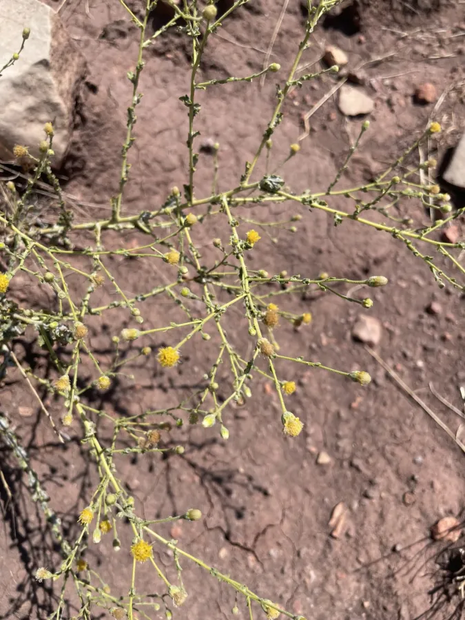 Pulicaria gnaphalodes