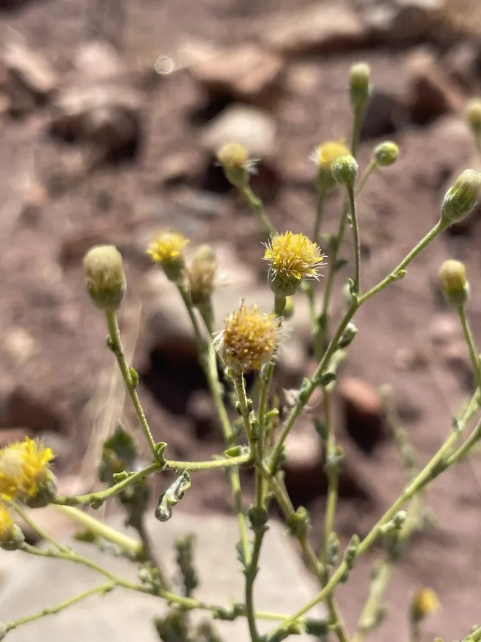 Pulicaria gnaphalodes