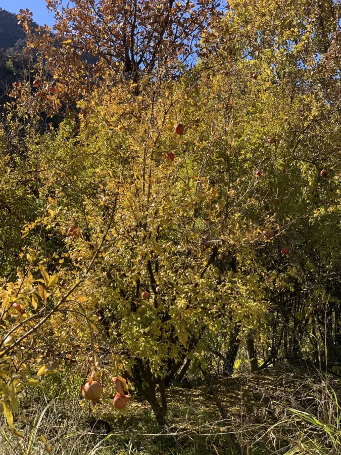 Punica granatum
