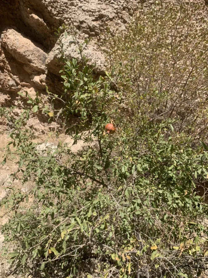 Punica granatum