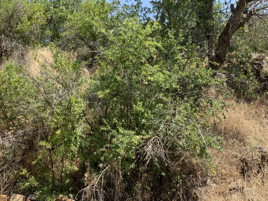 Punica granatum