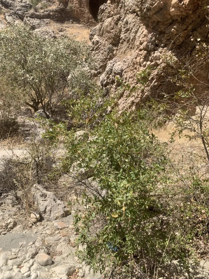 Punica granatum