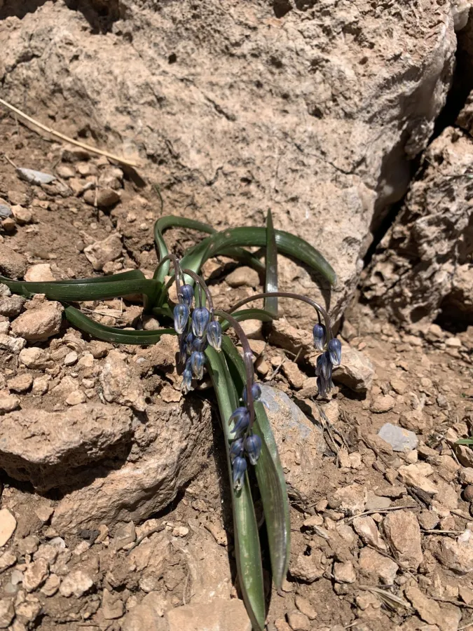 Puschkinia scilloides