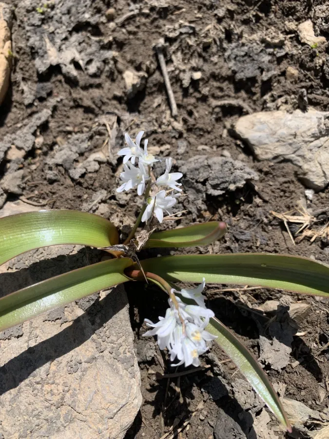Puschkinia scilloides