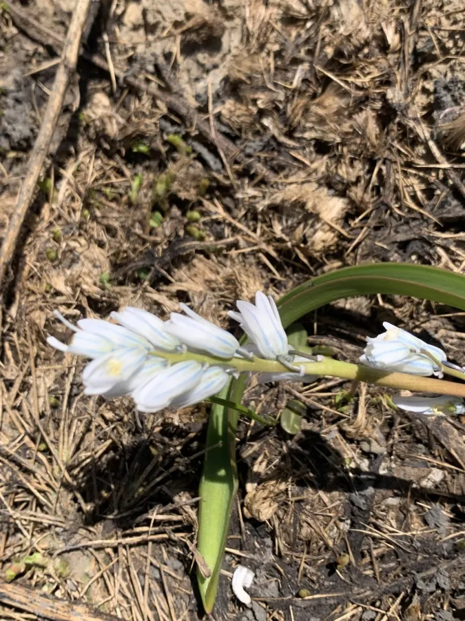 Puschkinia scilloides