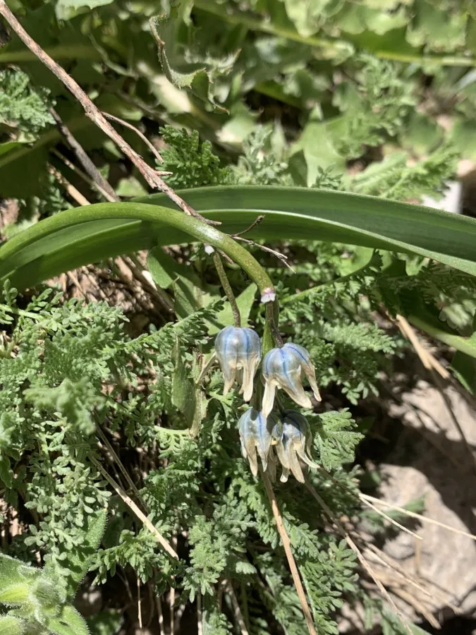 Puschkinia scilloides