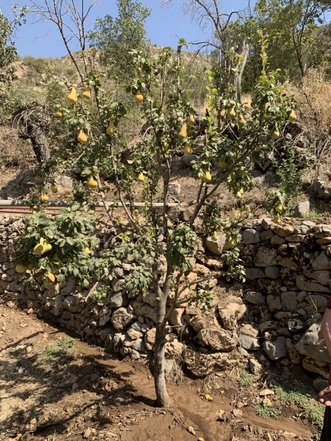 Pyrus communis