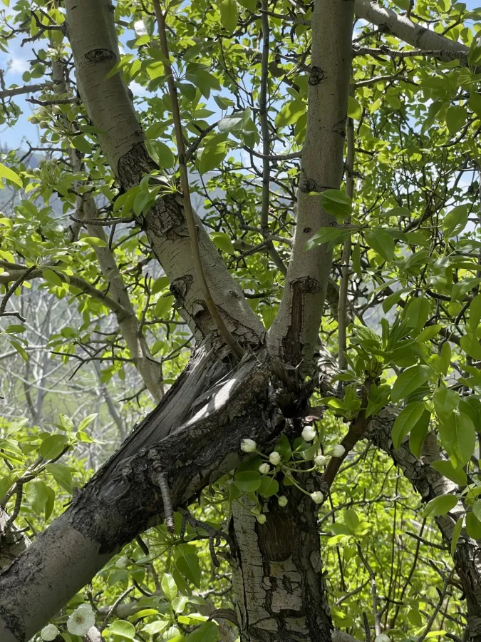 Pyrus communis