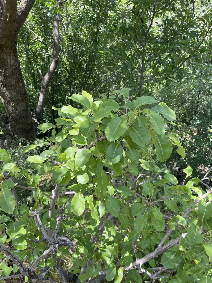 Pyrus communis
