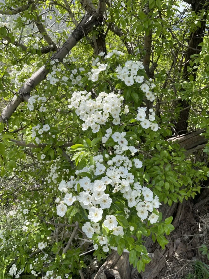 Pyrus communis