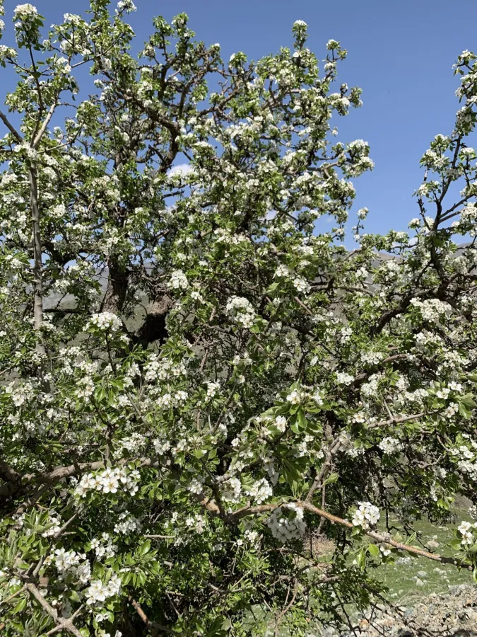 Pyrus syriaca