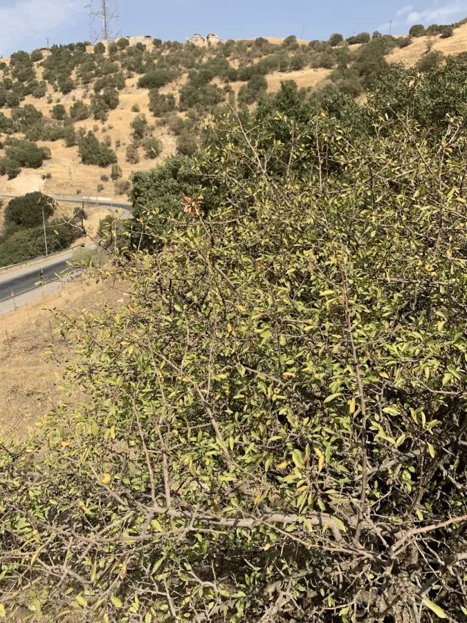 Pyrus syriaca